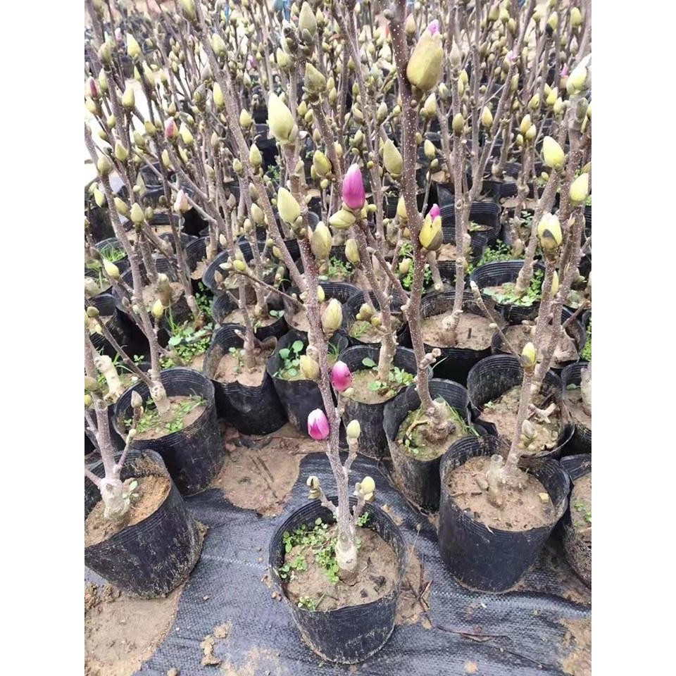Hoa mộc lan 5 màu (đỏ,hồng,tím,trắng,vàng)
