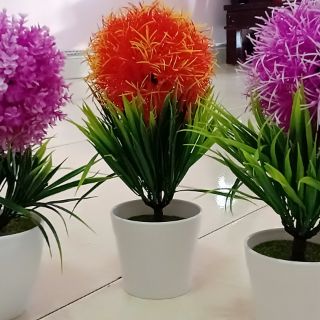 CHẬU HOA CẨM TÚ CẦU  ĐỂ BÀN