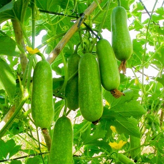 ⚡HẠT GIỐNG BÍ ĐAO CHANH_15 HẠT