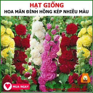 Hạt Giống Hoa Mãn Đình Hồng Đơn, Kép Nhiều Màu 20 hạt