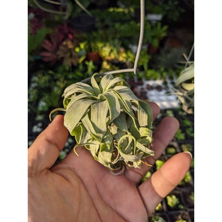 Tillansia Steptophyla, cây không khí, cây bán cạn, tiểu cảnh, công trình, bromeliads, Dứa màu, trang trí, vườn