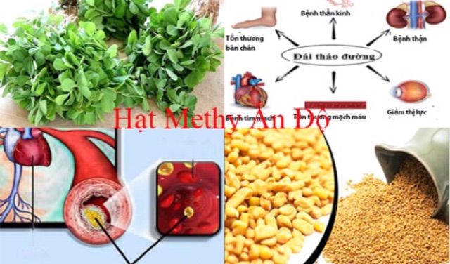 Hạt Methi Ấn Độ Lợi Sữa, Giảm Mỡ Máu Và Cholesterol, Tốt Cho Người Bệnh Tiểu Đường...