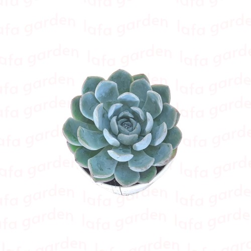 Sen đá size trung 01 cây để bàn làm việc LAFA GARDEN