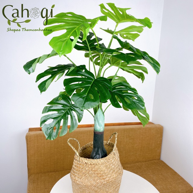 Cây Giả Cây Rùa Lá Xẻ Monstera 85cm Lá To