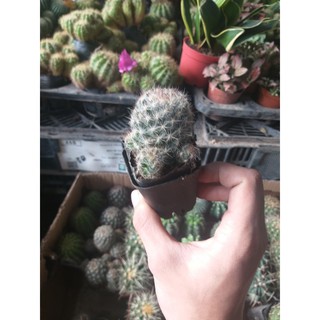 sương rồng mini cực cute tự chọn