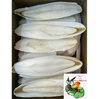 1Kg NAN MỰC NGUYÊN MIẾNG