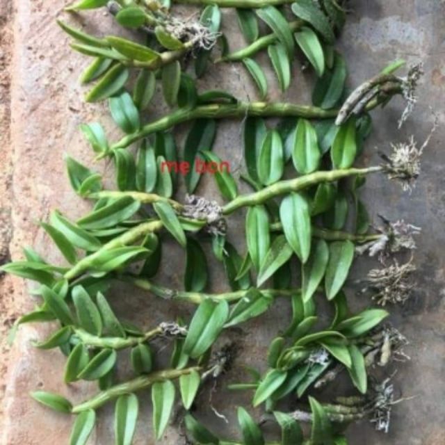Cây giống hoa lan Long Tu Xuân