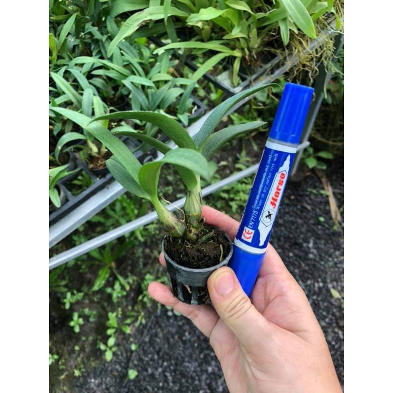 Lan Denro yaya giống