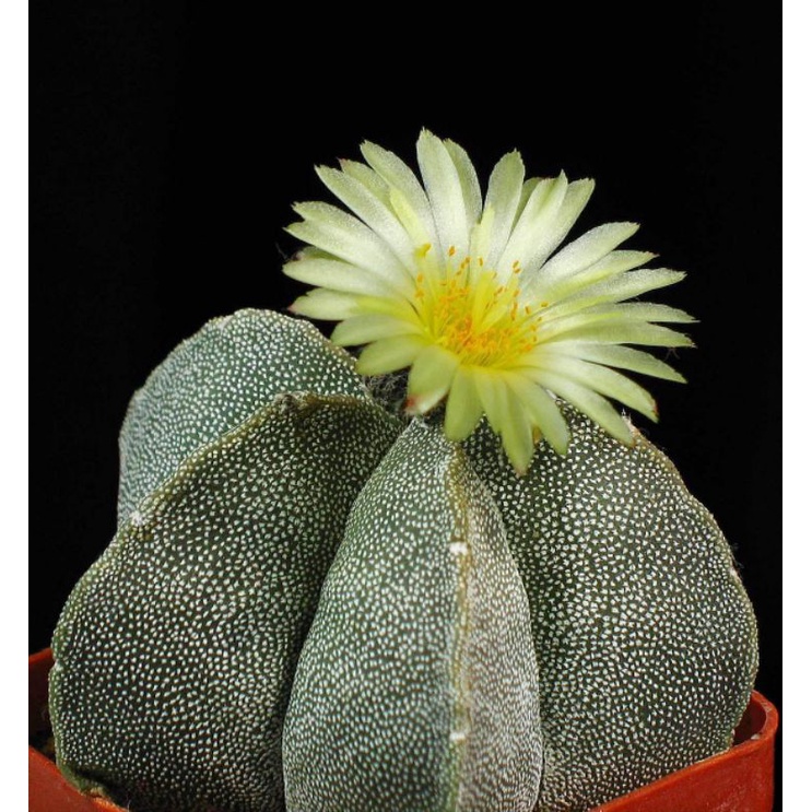Sale+  Xương rồng astro tuyết 5_6 cm.