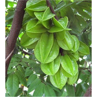 Hạt giống cây khế chua - 5 hạt/gói ( tặng gói kích hạt nảy mầm  )