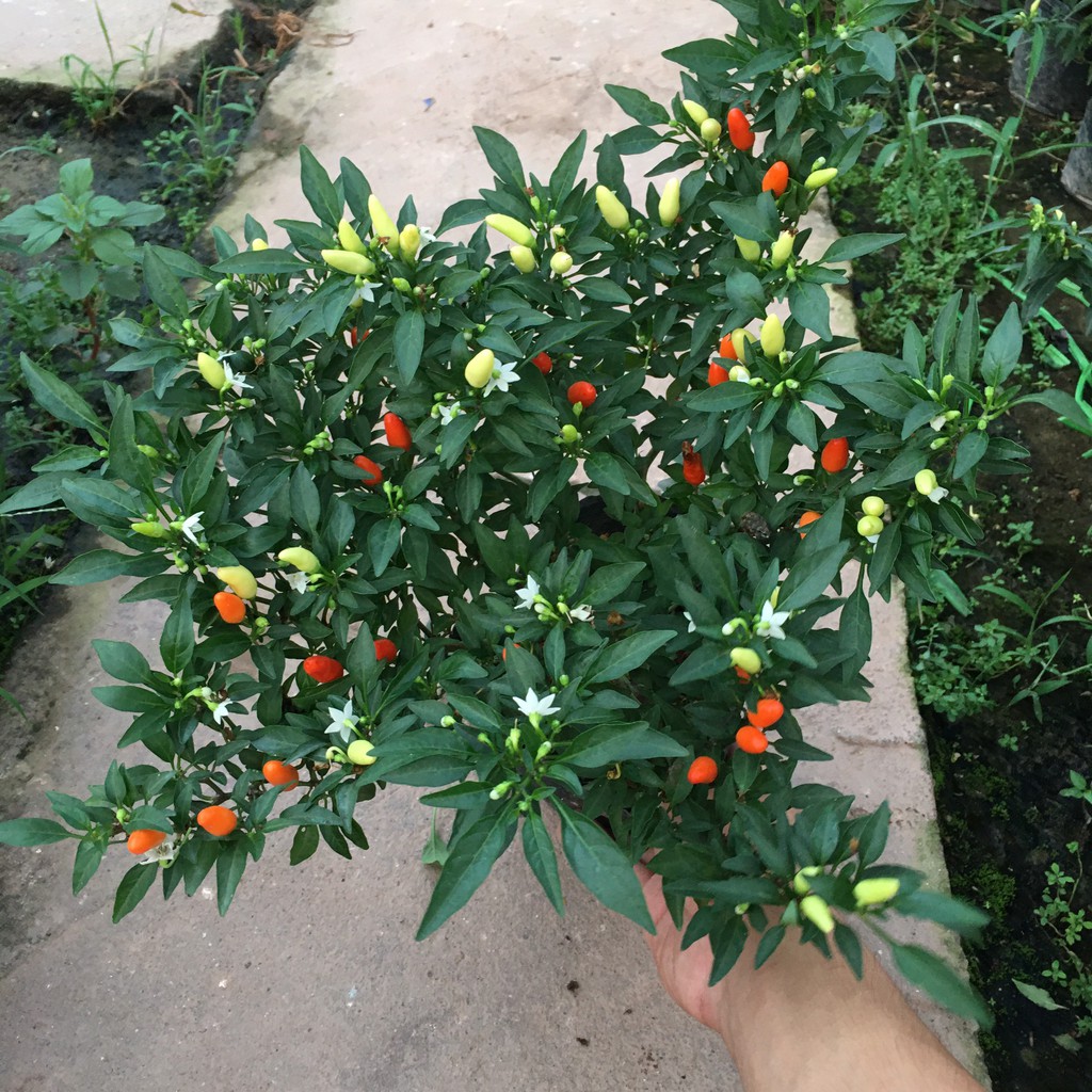 Cây Ớt Chỉ Thiên,Ớt cảnh Siêu Qủa,Siêu Cay