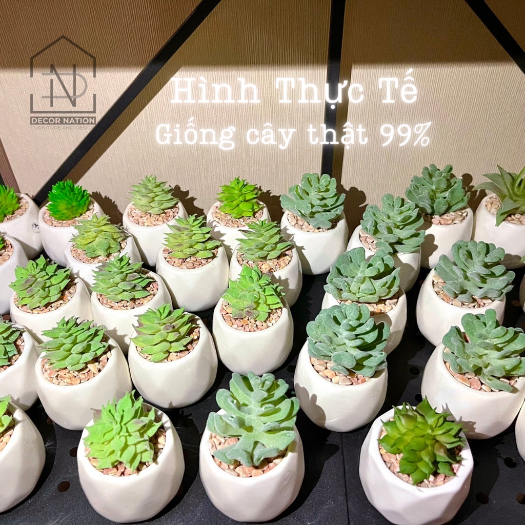 Cây Sen Đá Giả Mini | Cây giả mini Decor Bàn Làm Việc Góc Học Tập Trang Trí Phòng Khách| 11 Mẫu Có Sẵn