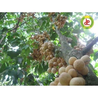 Cây đẹp khỏe giống bòn bon thái