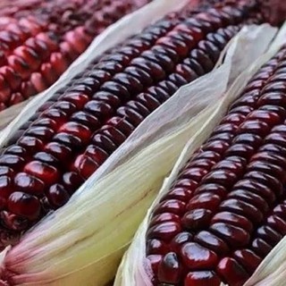Hạt giống Bắp nếp tím Thái Lan