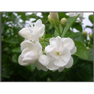 CÂY HOA HẢI ĐƯỜNG TRẮNG CÂY LỚN