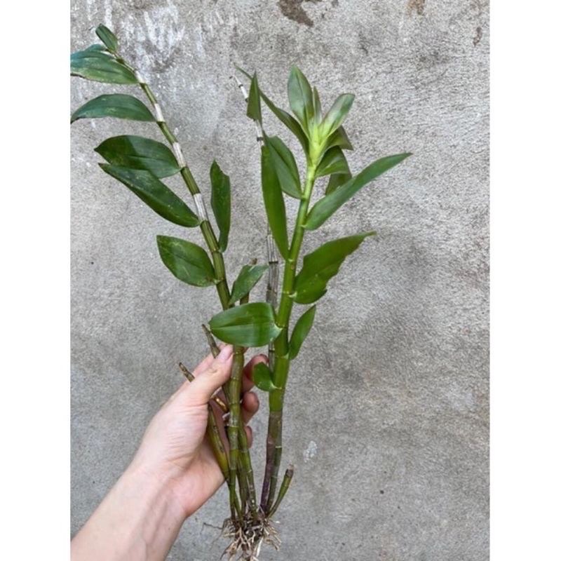 Hoa Lan denro Xuân sỉ 5k