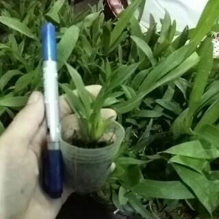 Hoa lan vũ nữ baby trắng cây giống