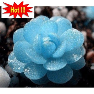 10 hạt giống sen đá kim cương