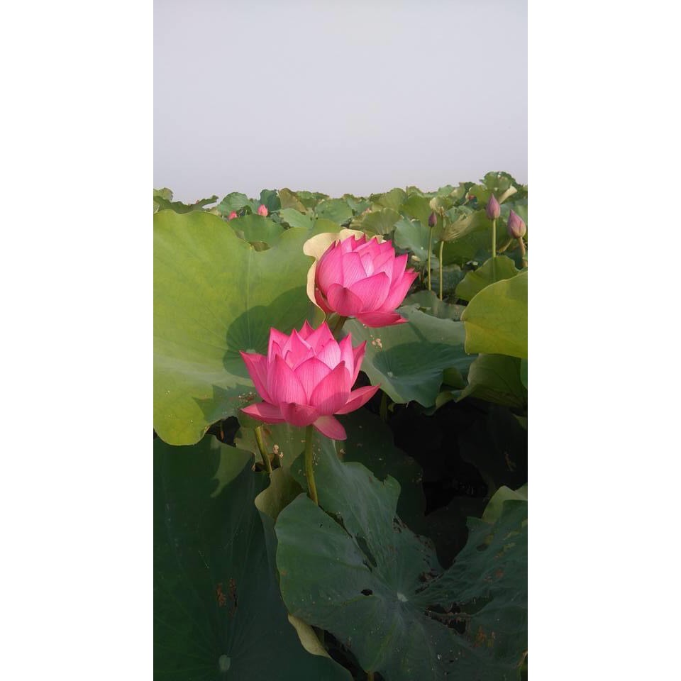 Trà Lá Sen - Hỗ trợ mất ngủ, an thần, giảm cân Bịch 250g