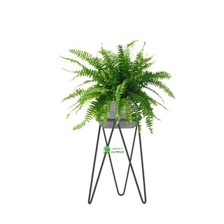 Đôn kê chậu cây sắt 3 chân C40cm