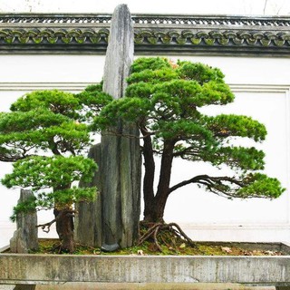 Hạt giống cây tùng la hán ( Gói 10 Hạt Tặng Gói Kích Thích Hạt Nảy Mầm ) - STHG2