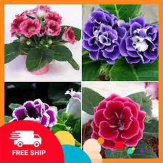 Hạt giống hoa tử la lan 50 hạt