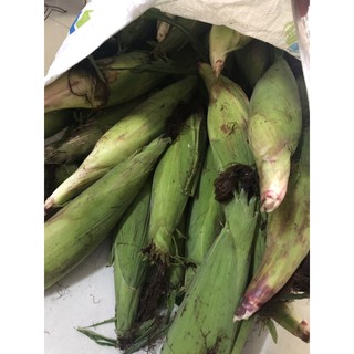 Bắp Nữ Hoàng Đỏ Sạch