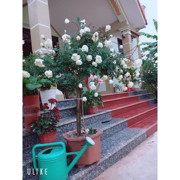 Hồng cổ thân gỗ bạch xếp cây như hình