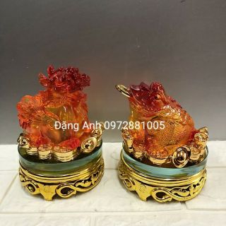 Cóc Kỳ  các cỡ cac màu