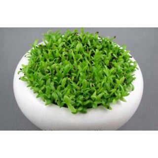 Bán Combo 10 gói hạt giống Cỏ May Mắn giá sỉ hàng chuẩn