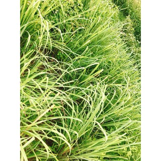 Muối thảo dược giảm eo
