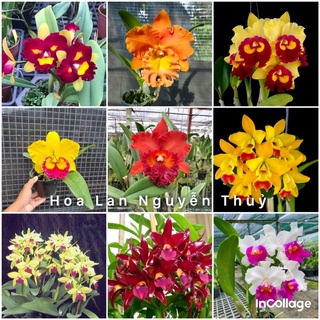 Hoa lan Cattleya trưởng thành sắp hoa chọn màu