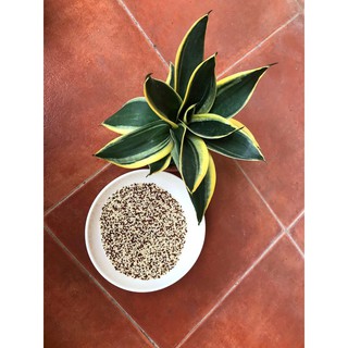 Hạt diêm mạch 2 màu (đỏ + trắng) Mixed Quinoa – hàng nhập khẩu Úc 1000g (hàng chuẫn)