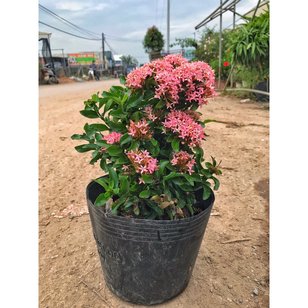 Cây mẫu đơn hồng cao 25-30cm cây cực sai hoa và nở quanh năm dễ chăm sóc, thích hợp trang trí cảnh quan