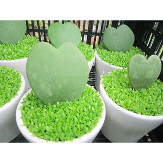 [GIÁ GỐC] Hạt Giống Cỏ May Mắn - 1 gram