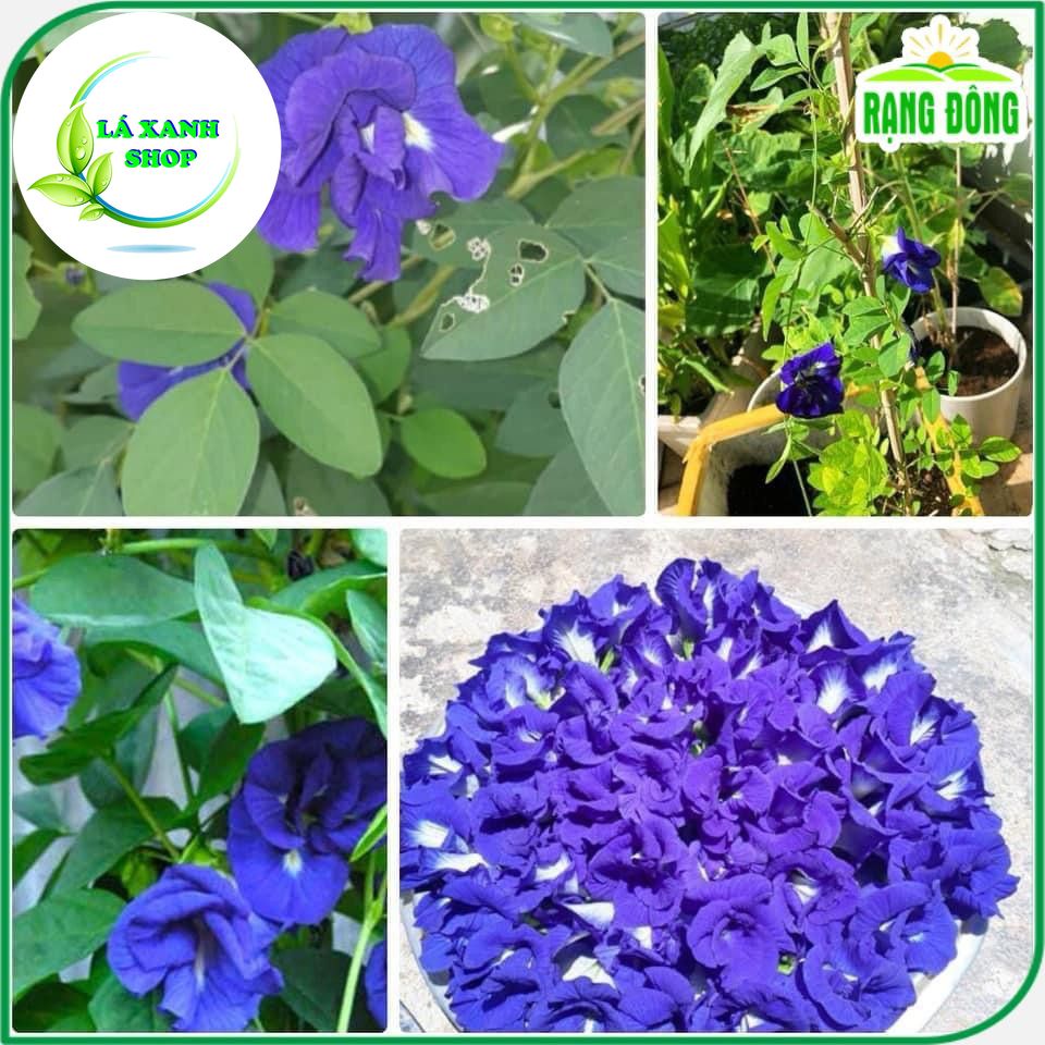 Hạt giống Hoa Đậu Biếc Chịu Hạn, Sinh Trưởng Tốt, Trồng Quanh Năm (gói 2 gr) - Hạt Giống Rạng Đông