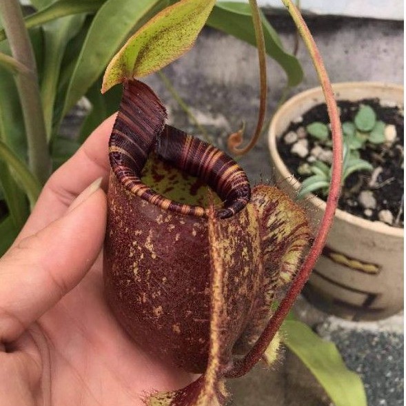 cây nắp ấm N. Viking x Hookeriana