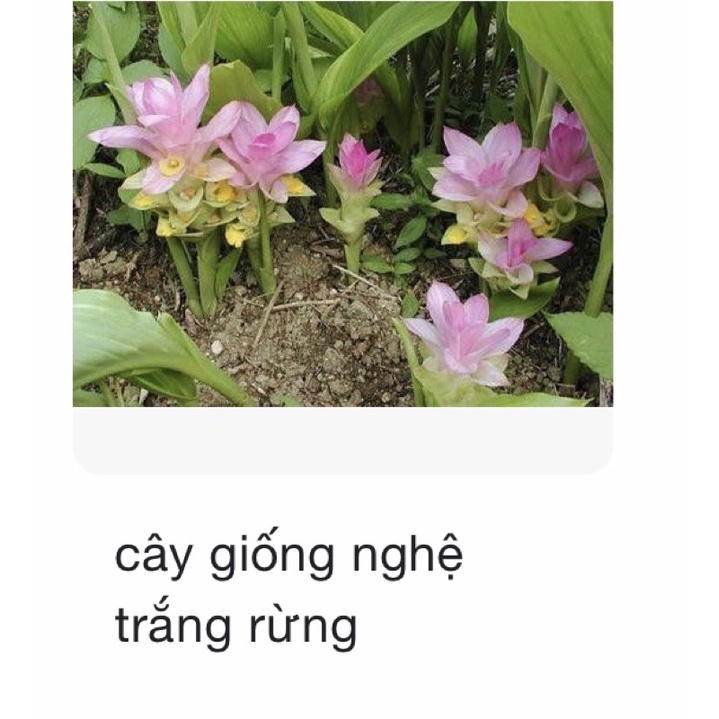 củ giống nghệ sẵn mầm 10củ