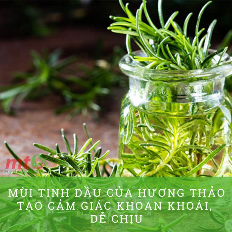 Cây Hương Thảo Rosemary - Gia vị thảo dược tốt cho sức khỏe