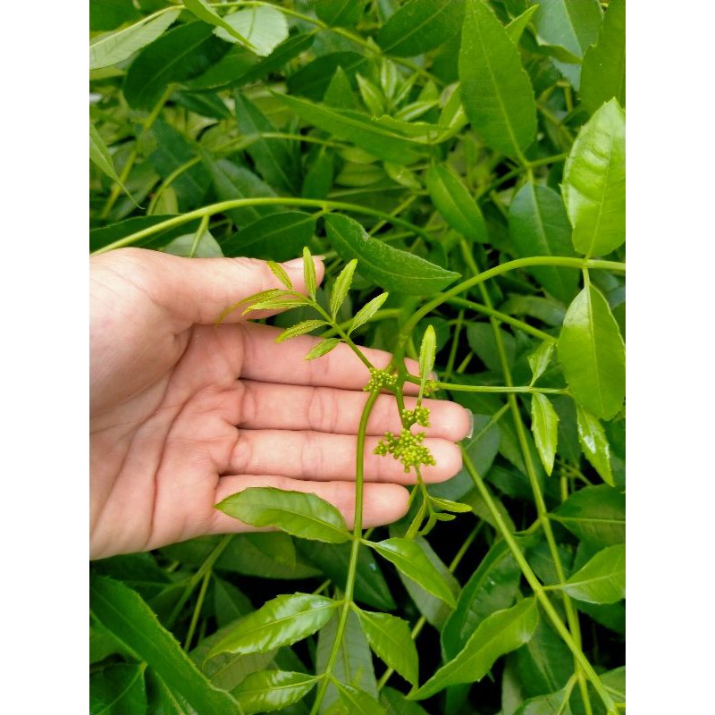 CÂY GIỐNG CÓC THÁI LÙN DANG CÓ HOA