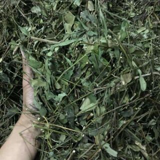 1kg Chè Vằng Sẻ Nghệ An