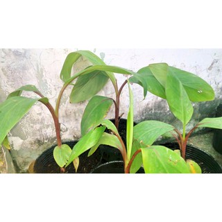 cây chuối đỏ
