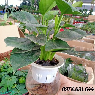 Cây Trầu bà đế vương Thủy sinh