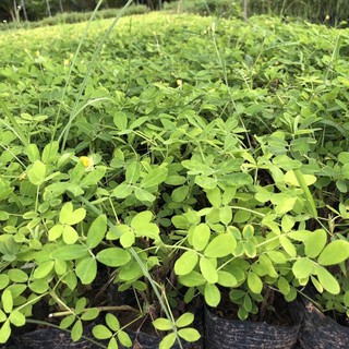 Bầu giống cỏ lạc