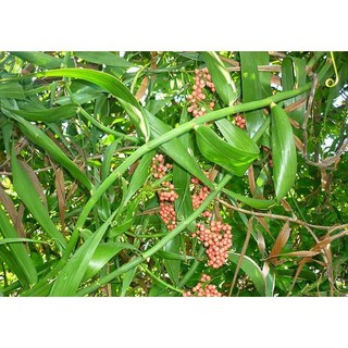 Cây giống mây rừng,thu dây, bán quả siêu kinh tế