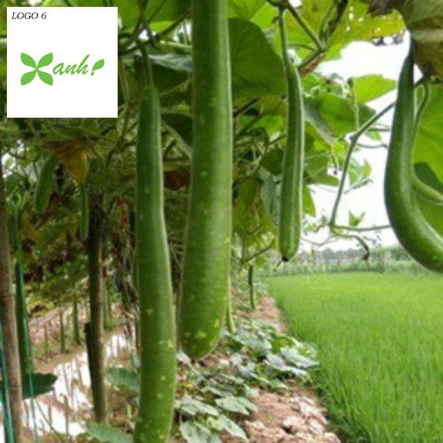 Hạt giống bầu sao quê quả dài - 10 hạt