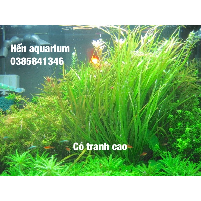 Cây thuỷ sinh cỏ tranh cao - siêu rẻ chỉ 1️⃣5️⃣ k 1 cây