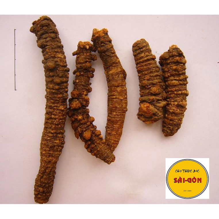 Khương Hoạt Bắc 100g