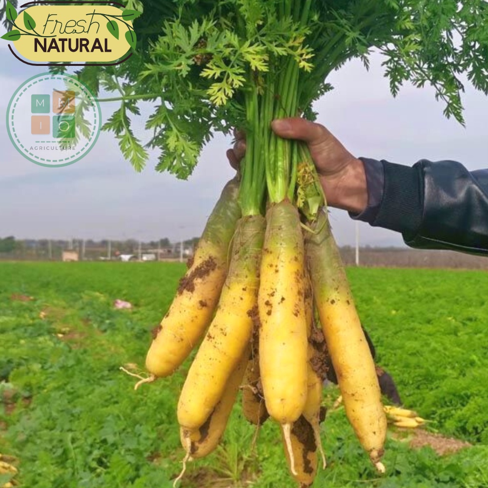 Hạt giống cà rốt vàng Hàn Quốc