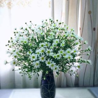 Hạt giống hoa cúc họa mi Thái Lan